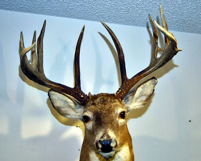 deer head